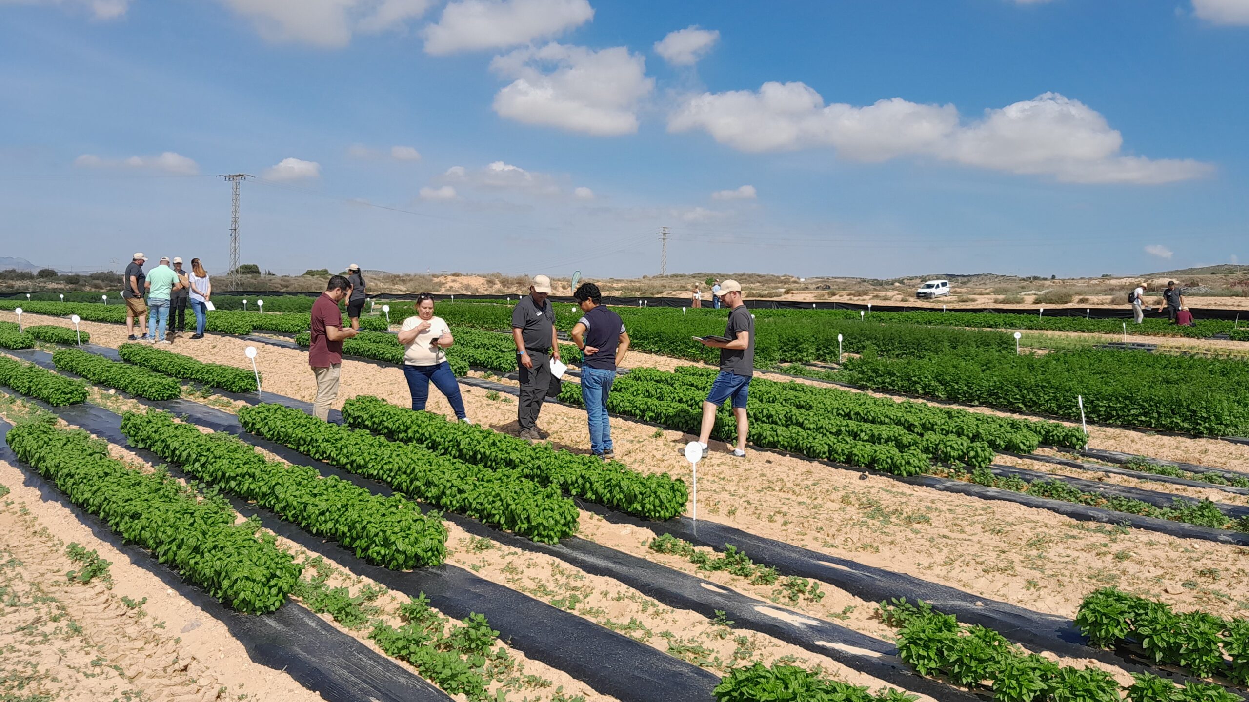 FD_Alicante_38_GV|CILANTRO_GV 58156|ENELDO GV58142_3|ENELDO GV58147_2|PEREJIL_GV 47028_02|PEREJIL_GV 47033_02